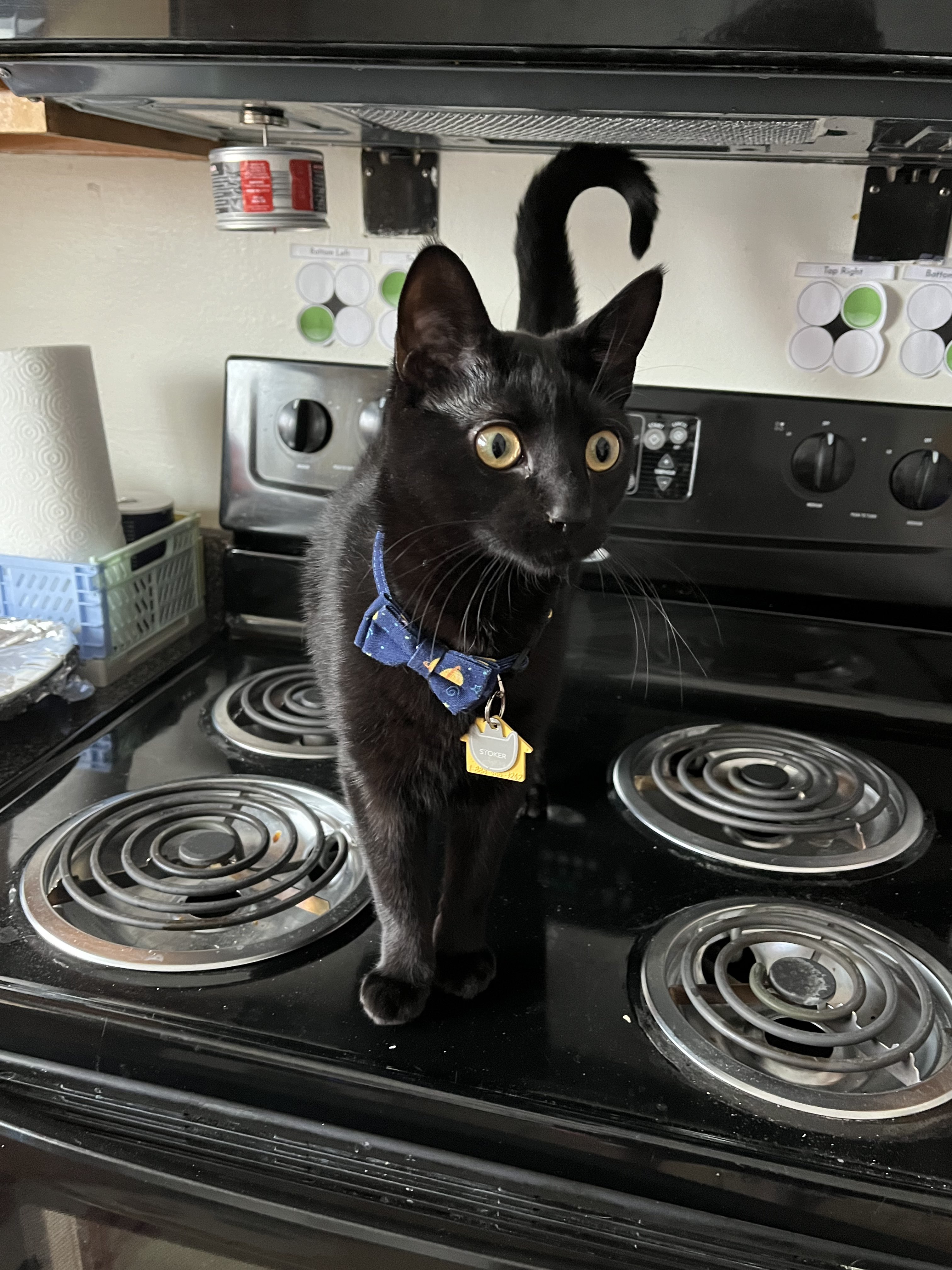 a picture of my cat standing on the stove